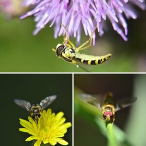 Insekten-Makros