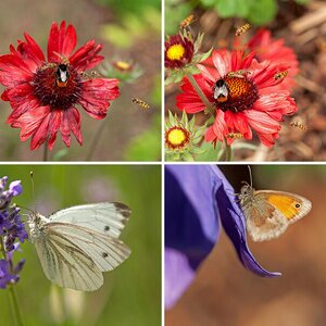 Insekten