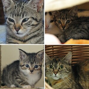 Katzen