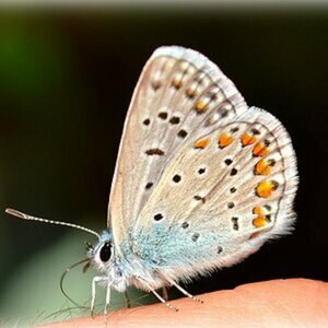 Macro