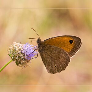 Natur (Bienchen + Blümchen)