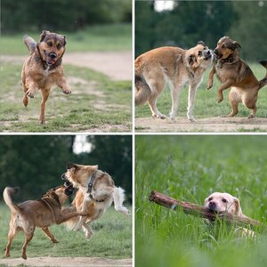 Hunde 2012