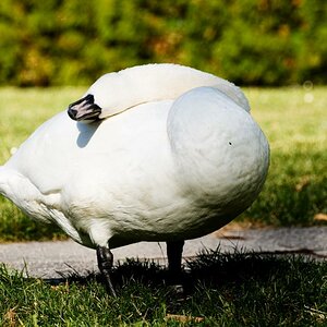 schwan liegen