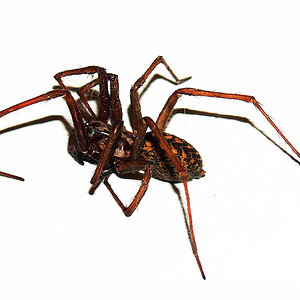Spinne