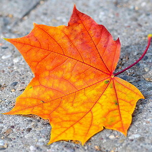 Herbstblatt