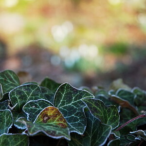 Blatt1