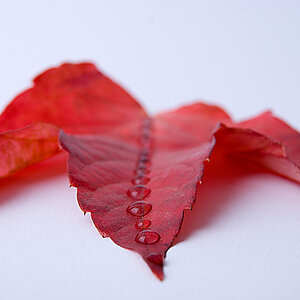 blatt