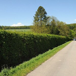 Die Hecke links neben dem Weg ist eigentlich keine Heck, sondern...