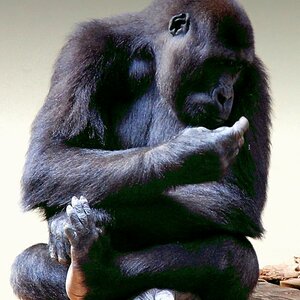 Joo, keine Ahnung woher aber schon Interessant, oder?


Flachland Gorilla Weibchen im Burgers Zoo Arnhem.