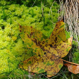 Allerheiligen 20081018 133134