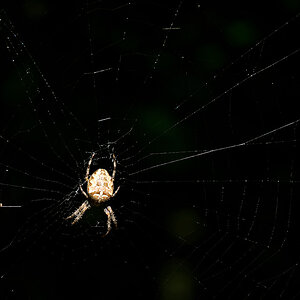 spinne