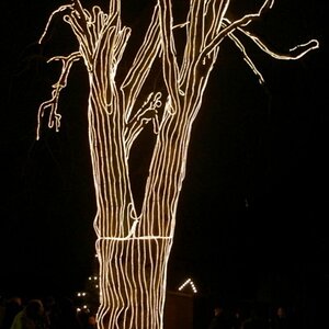 Baum2