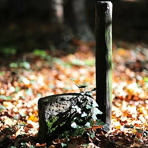 Wald Stein Pfosten