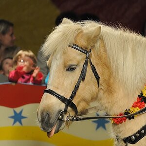 Zirkus Pferd