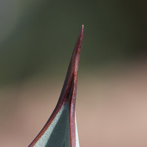 2008 02 27 Botanicher Garten 016