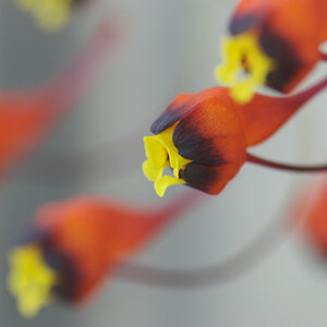 2008 02 27 Botanicher Garten 010