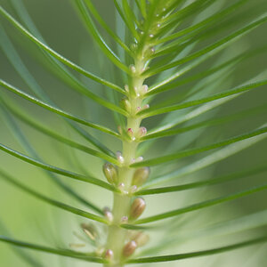 2008 02 23 Botanischer Garten 015