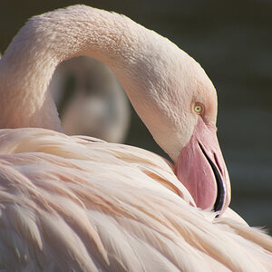2008 02 14 Zolli 017