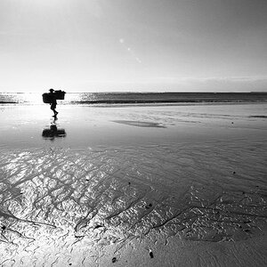 Strandläufer