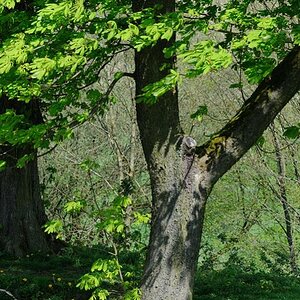 Der Wald