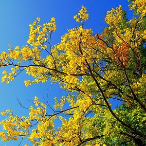Herbst