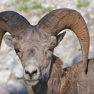 Bighorn 200mm