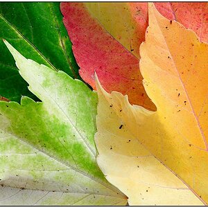 herbstknffframe