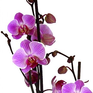 Orchidee