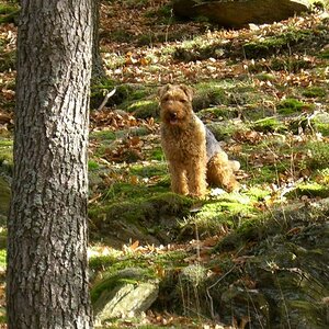 Herbsttarnung