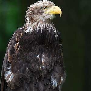 Weisskopf-Seeadler