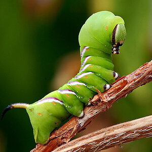 Ligusterraupe