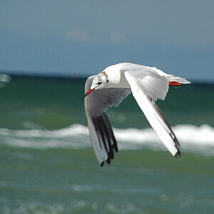 Möwe Warnemünde