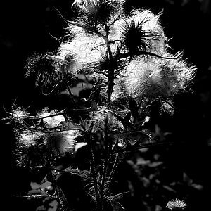 Einstein Distel 1602