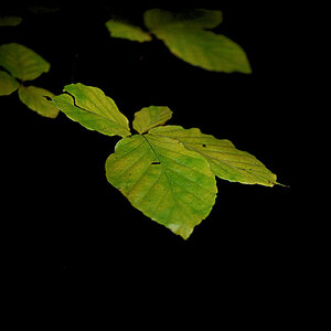blatt