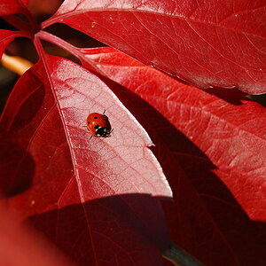 Rote Blätter Marienkäfer