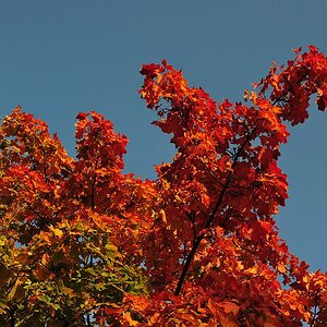 NFF Baum2