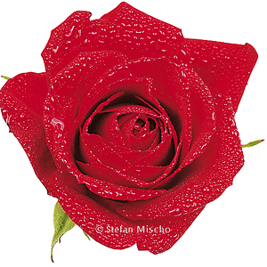 Rose

Zweiter Baustein für die EBV-Spielerei