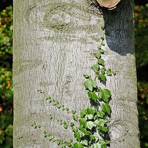 NFF Baum5