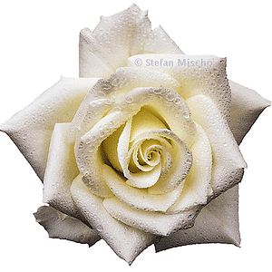 Rose weiss