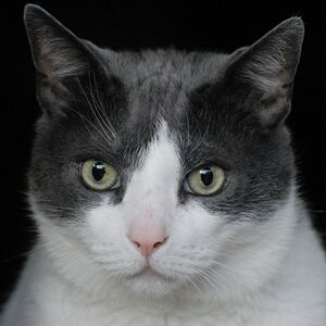 Mein kleiner frecher Kater Bommel