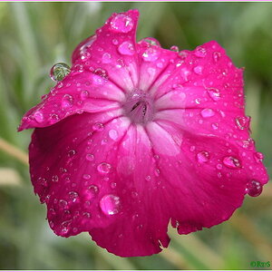 Tropfenblume39
