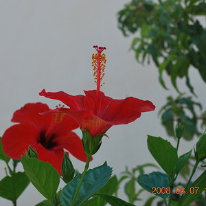 Blume
