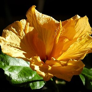 Blüte