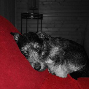 mein Hund