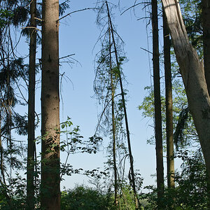 20070501 0034  D200  Landschaft  Häger  Gasselstiege (072601)