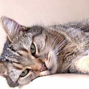 HDR einer Katze auf einem Stuhl ;)