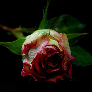 user817 pic640 1226177511