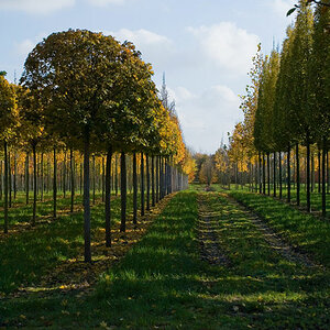 081108 Baumsch 04b