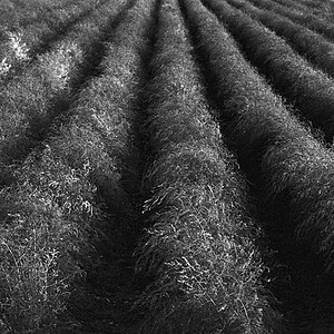 2008 10 FM2 BW400CN 17 Spargel