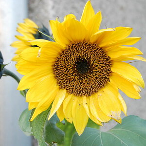 Die letzte Sonnenblume 2008